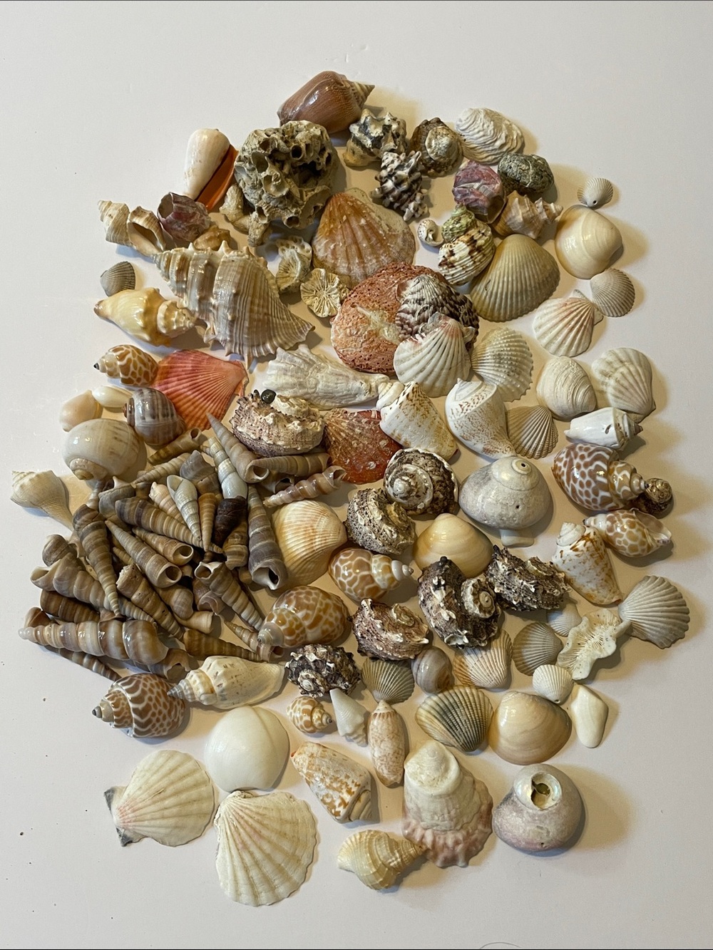 Assorted Natural Sea Shells Décor Mix - Cream, Tan & Brown 2.2 lbs